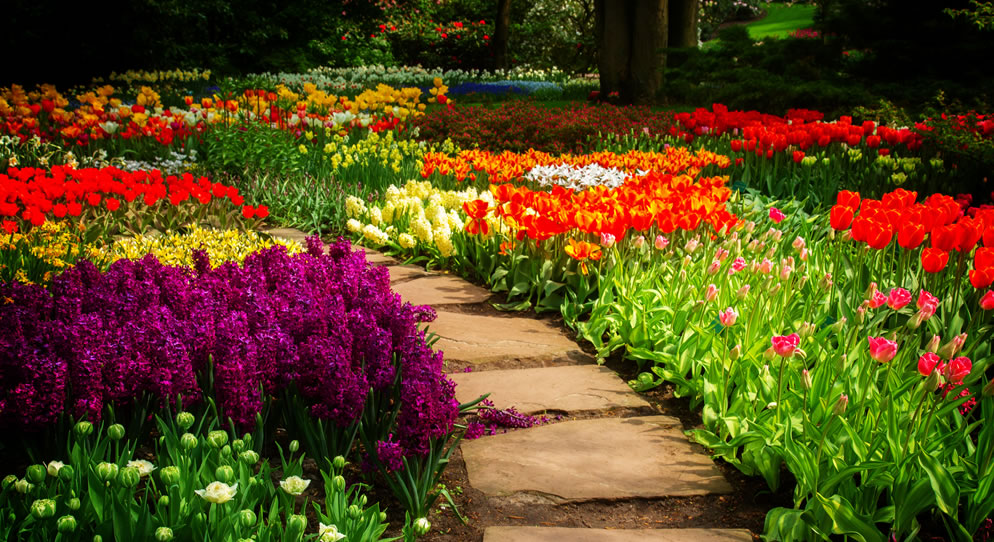 Add a Burst of Colour to Your Garden This Spring