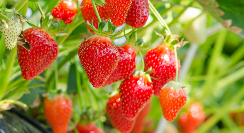 Get a Head Start on Summer with your Favourite Fruits