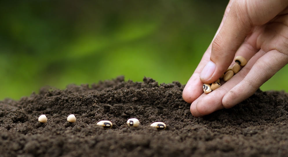 Our Top Tips for Spring Planting