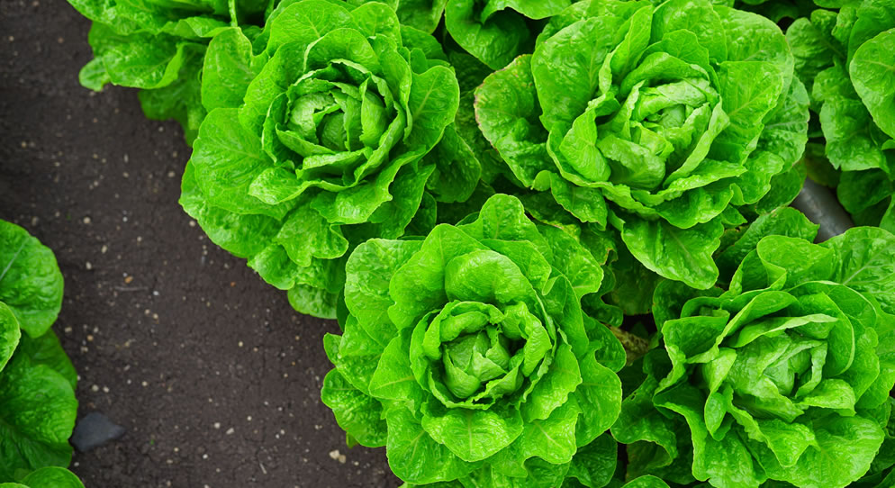Spring Planting for a Tasty Harvest