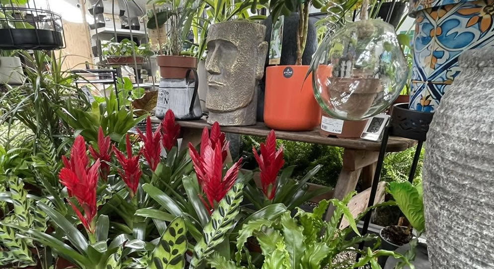 Houseplants
