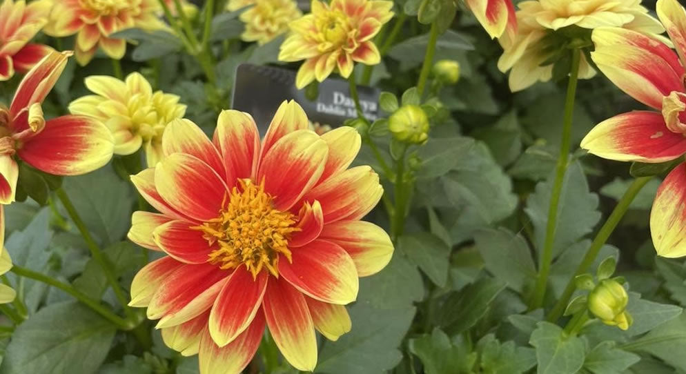 Dahlias