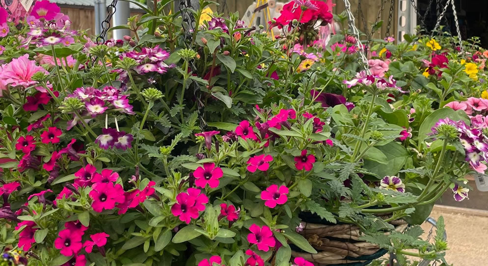 Hanging Basket Spotlight: Brighten Your Garden with Beautiful Summer Colour