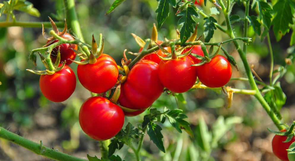 Summer Planting Advice