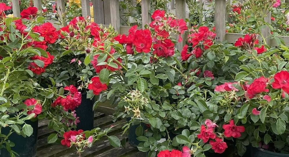 We have just had a top up delivery of roses.