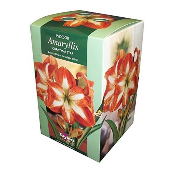 Christmas Star Amaryllis