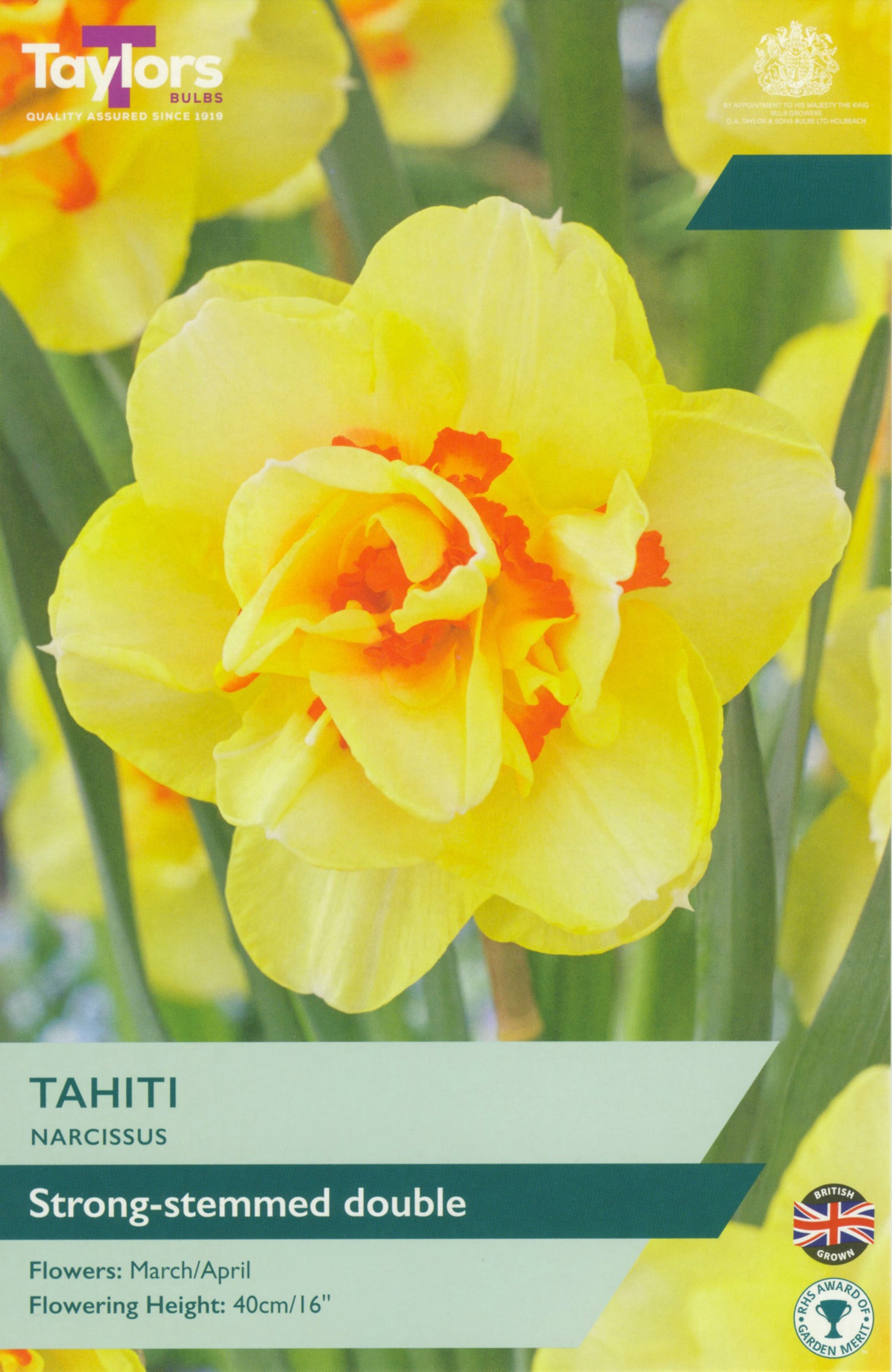 Tahiti Narcissus