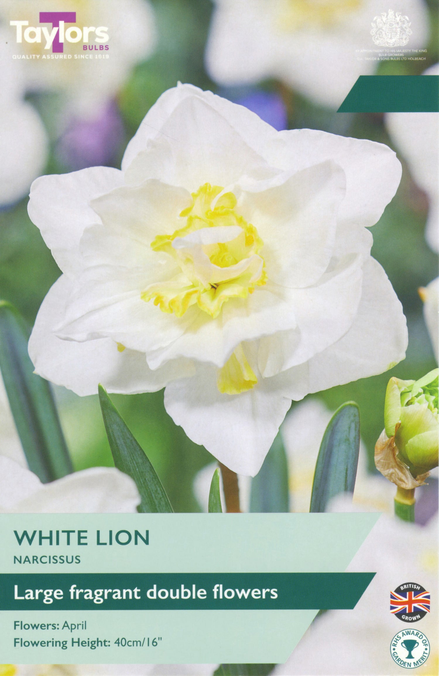 White Lion Narcissus