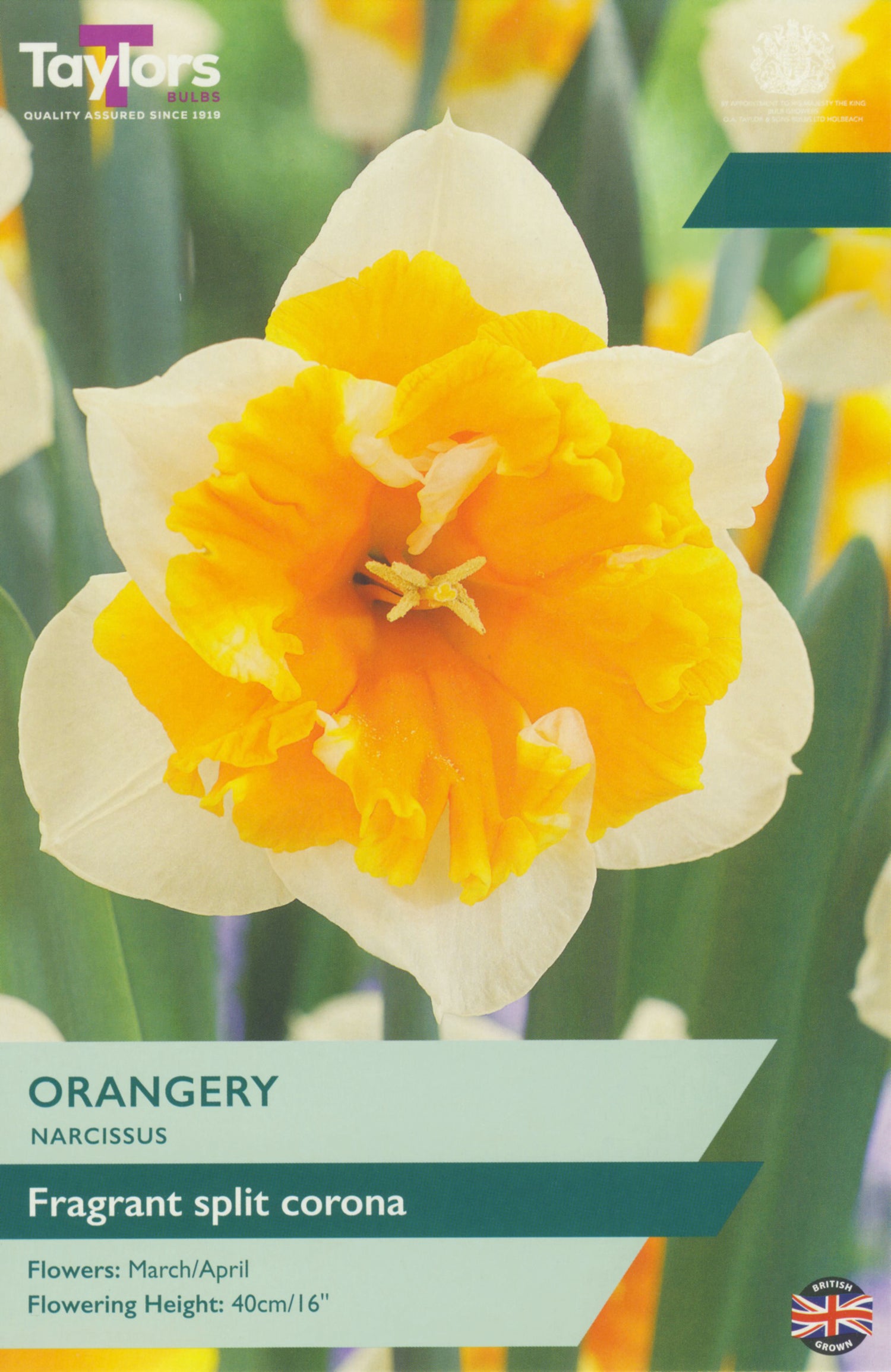 Orangery Narcissus