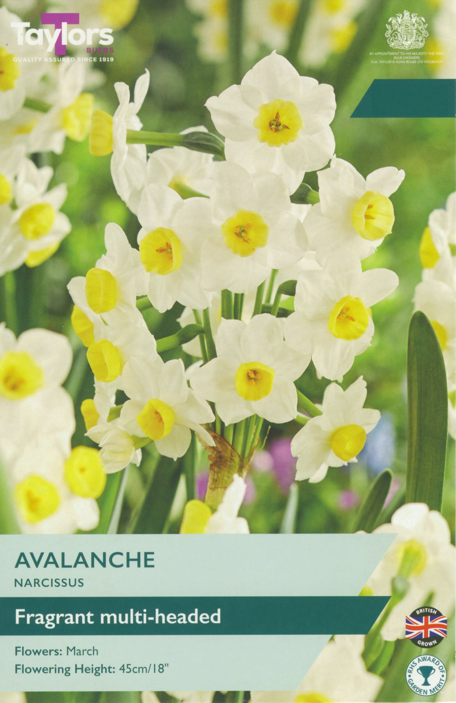 Avalanche Narcissus