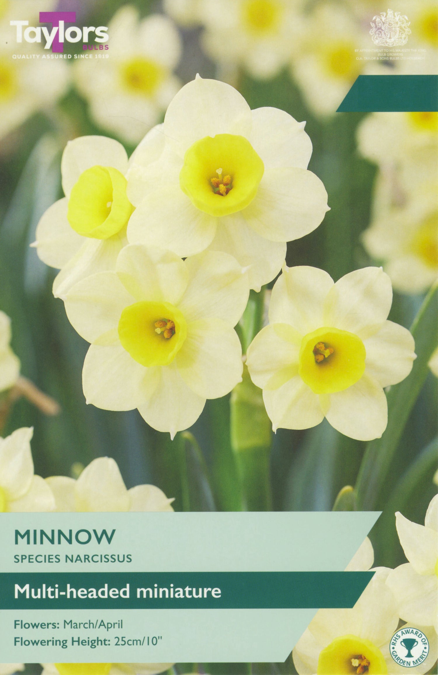 Minnow Narcissus