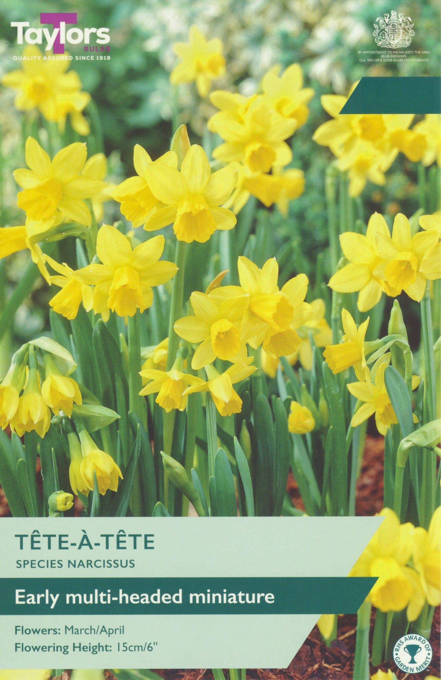 Tete a tete Narcissus