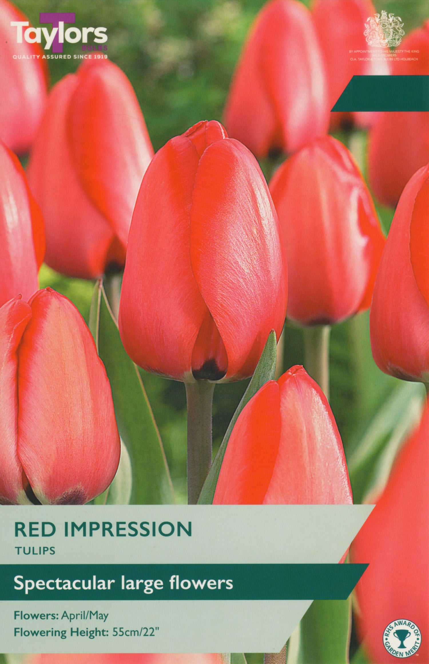 Red Impression Tulip