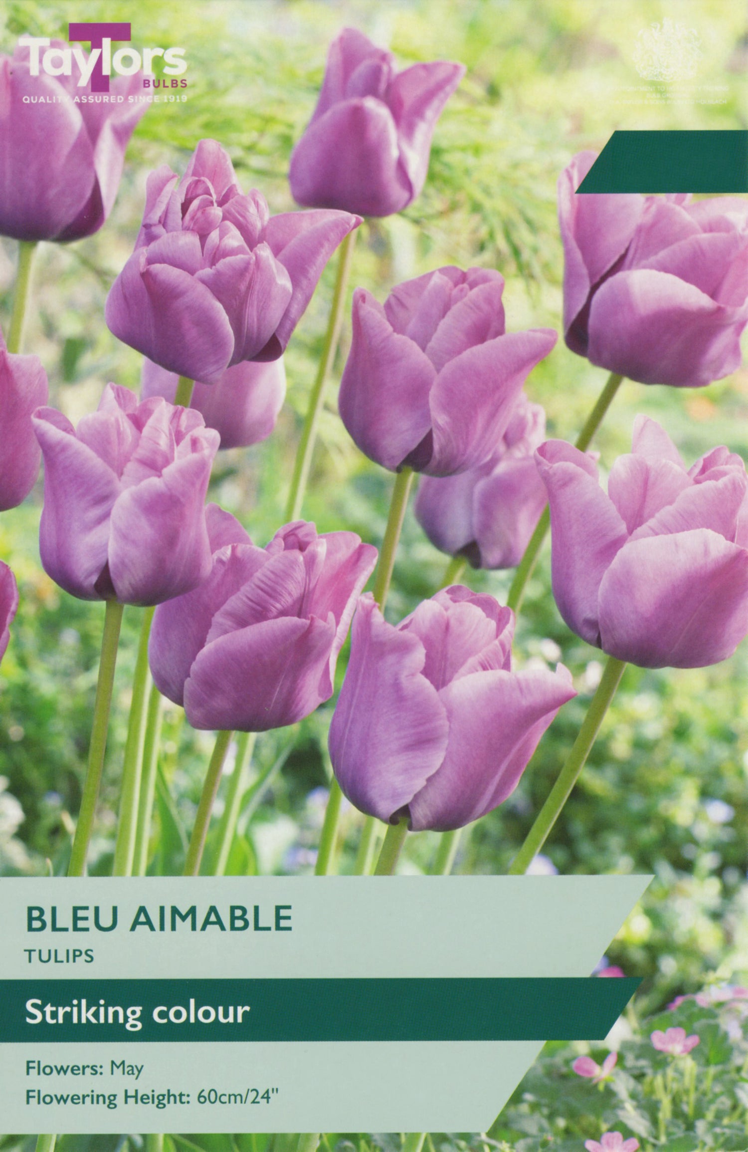 Bleu Aimable Tulip