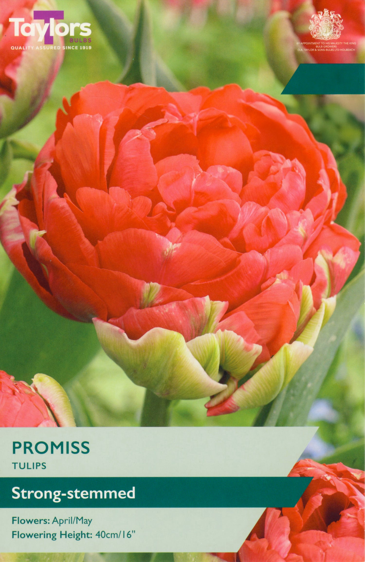Promiss Tulip