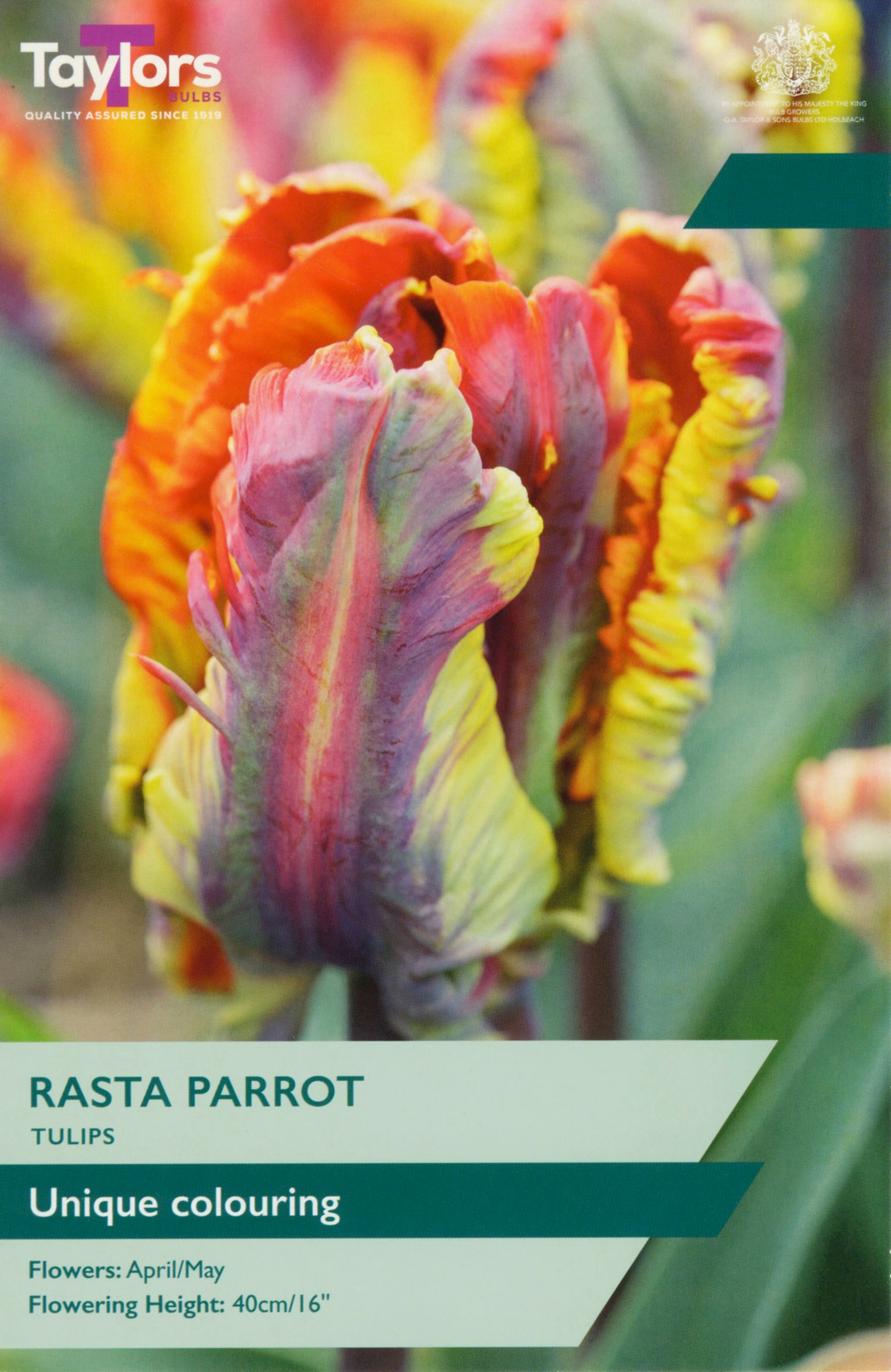 Rasta Parrot Tulip