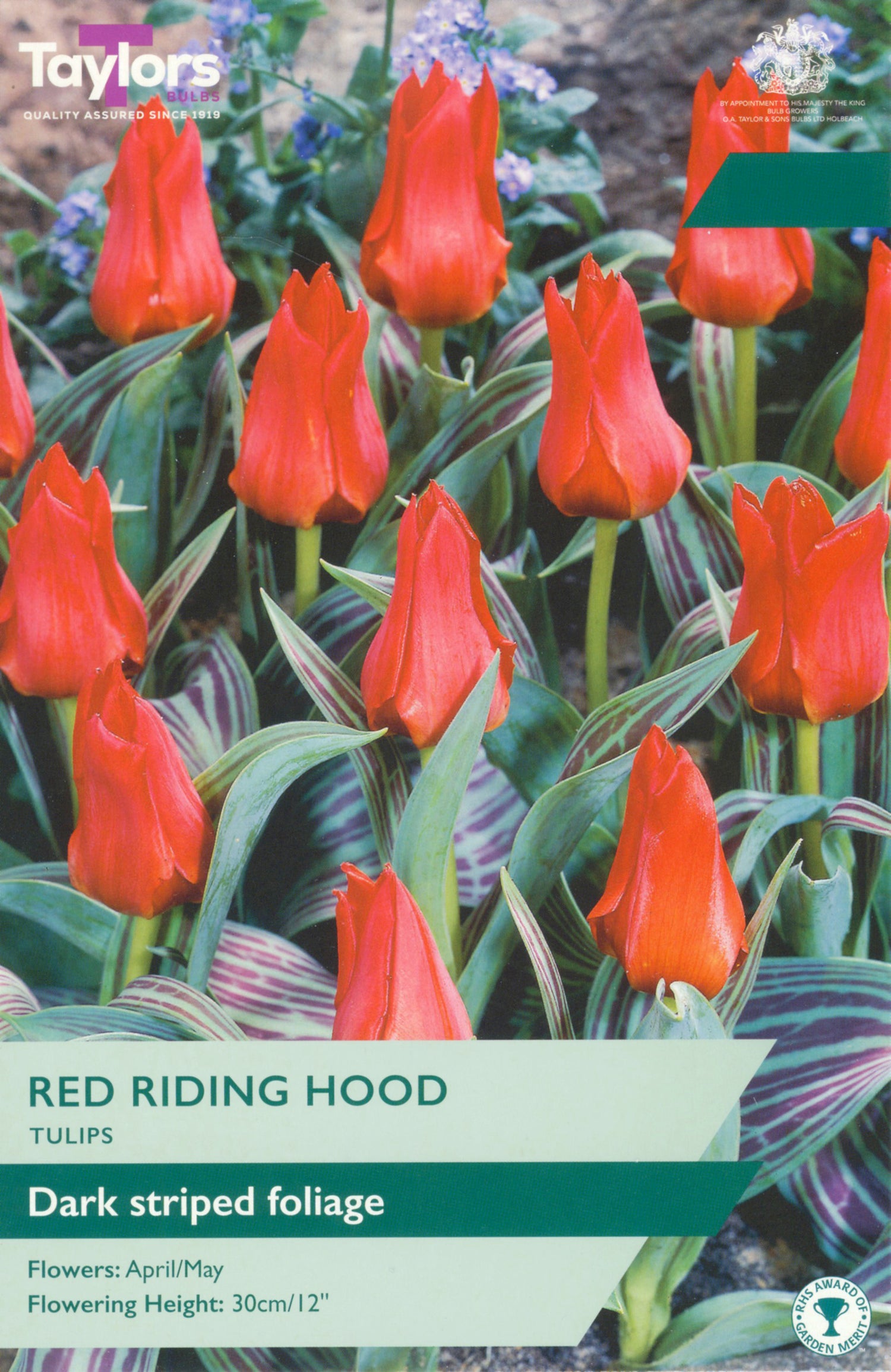 Red Riding Hood Tulip