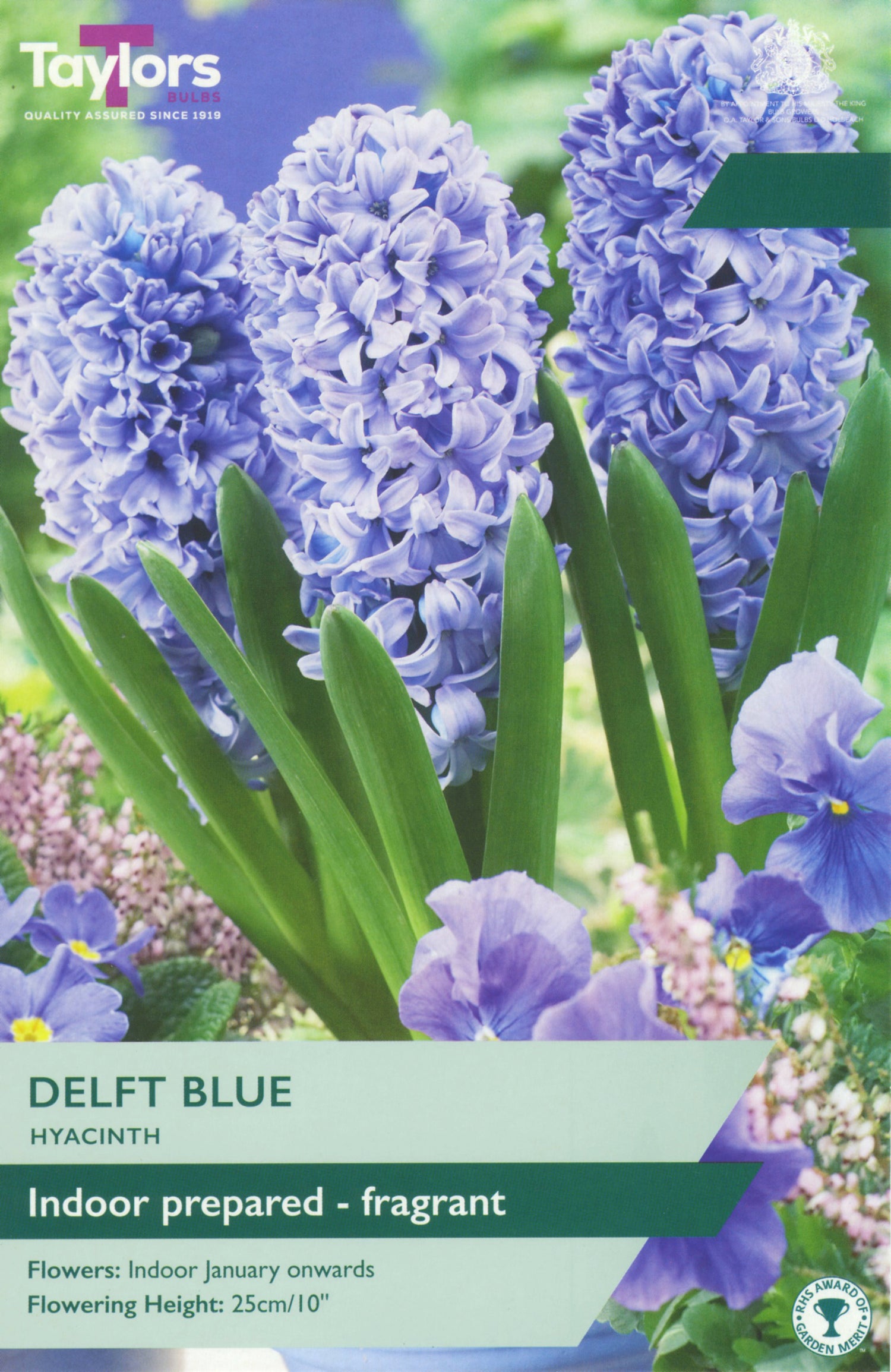 Delft Blue Hyacinth