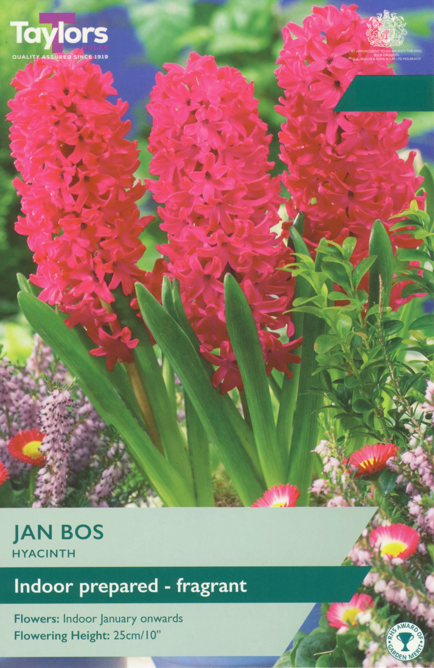 Jan Bos Hyacinth