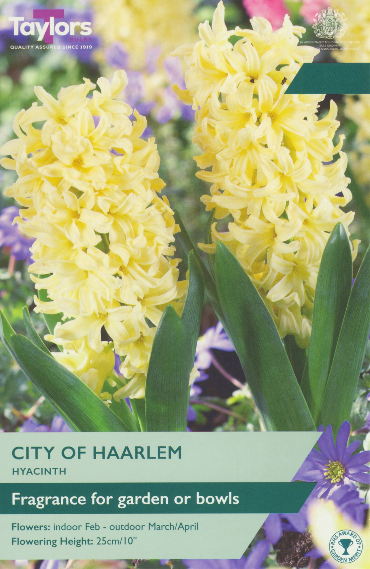 City of Haarlem Hyacinth