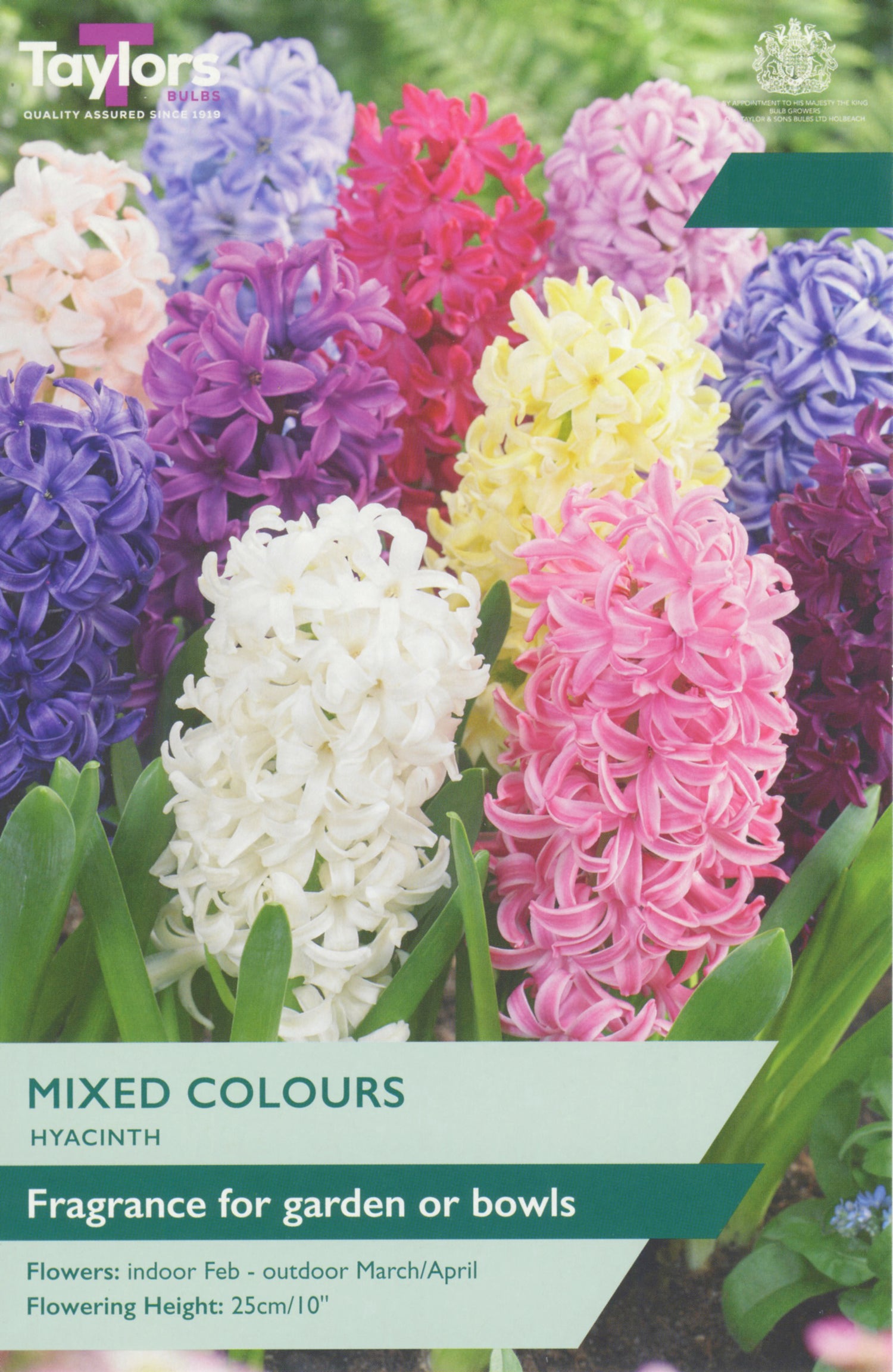 Mixed colours Hyacinth