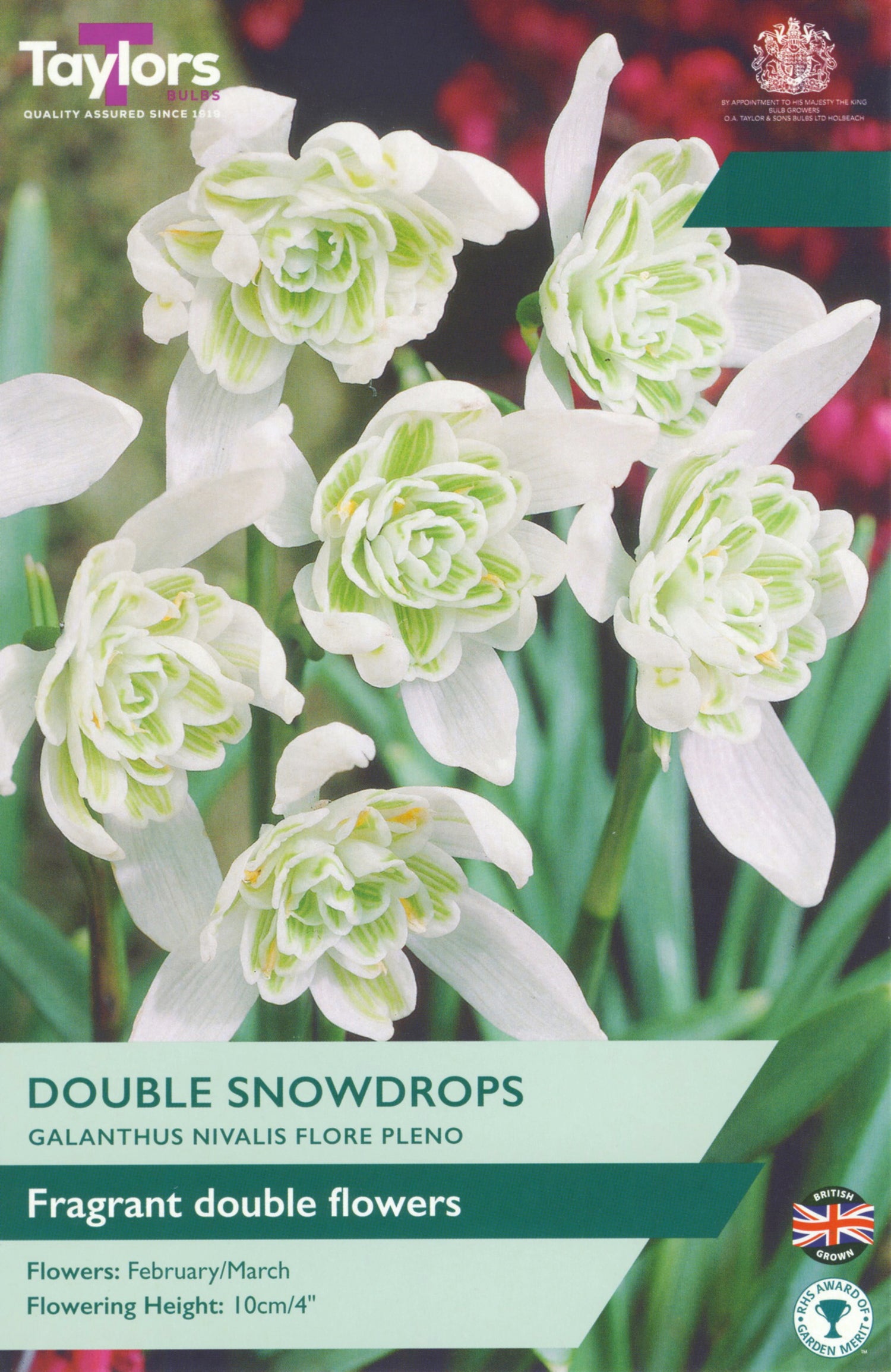 Double Snowdrops
