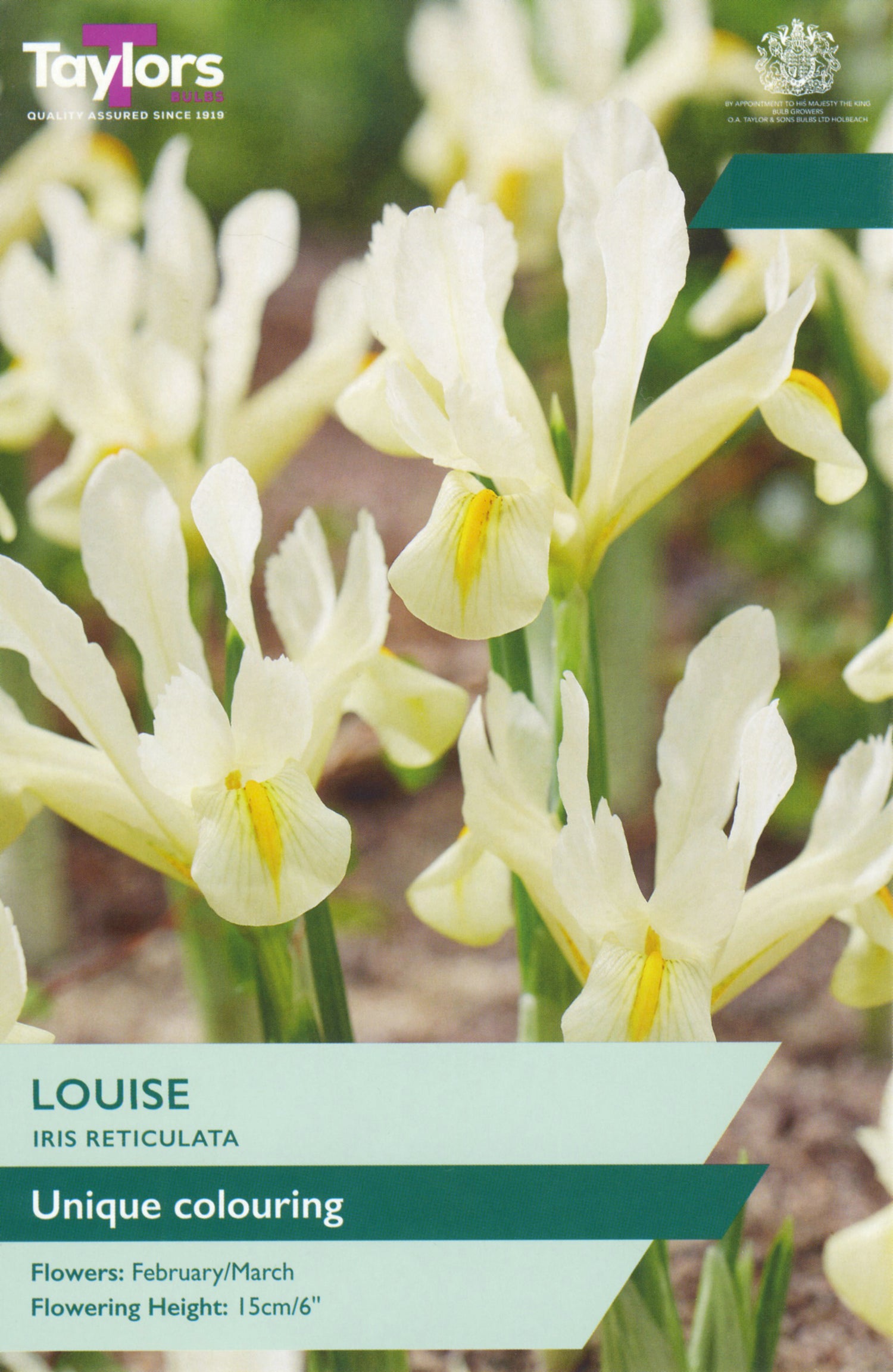 Louise Iris
