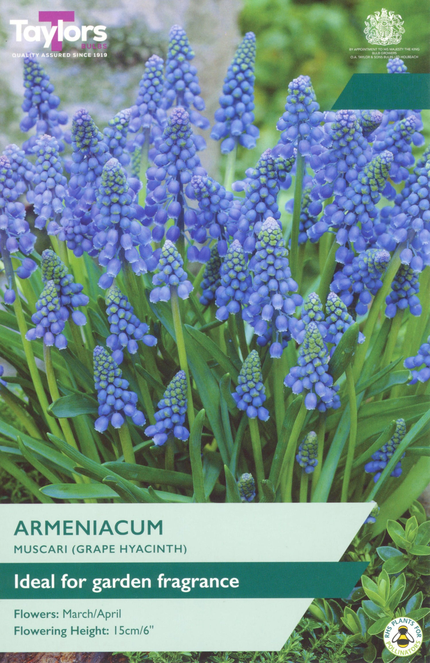 Armeniacum Hyacinthi