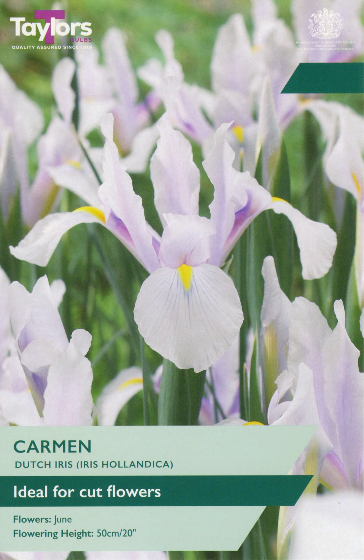 Carmen Dutch Iris