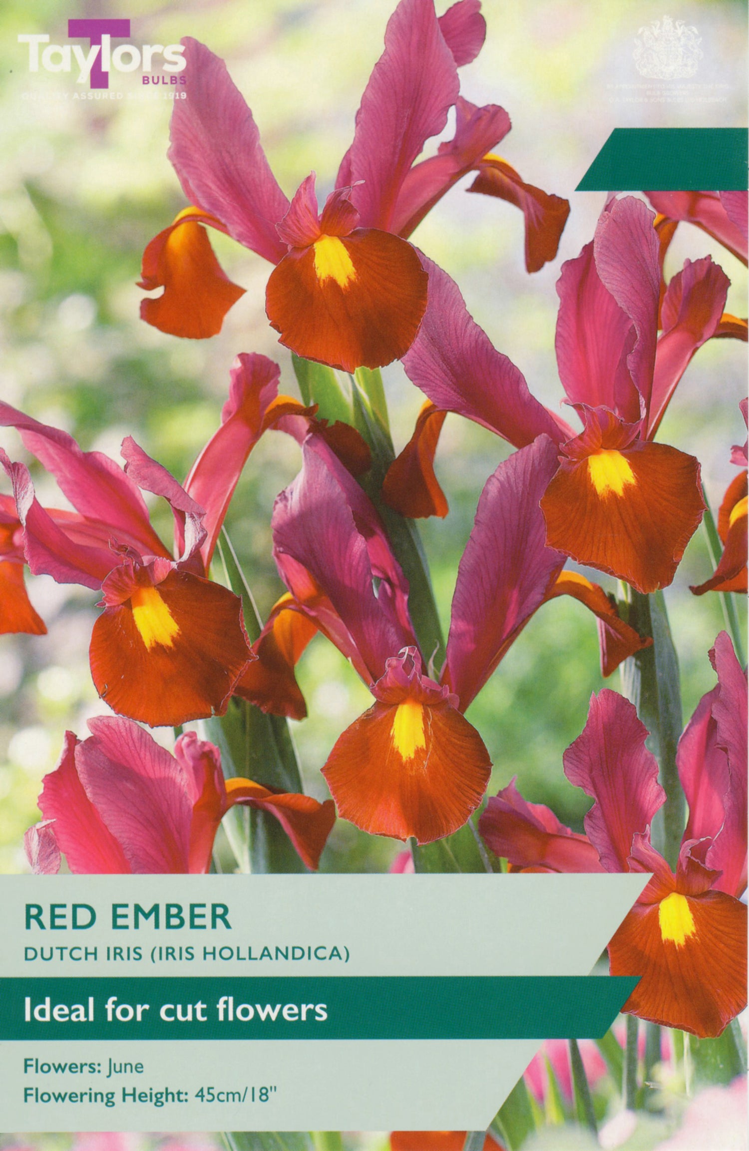 Red Ember Dutch Iris