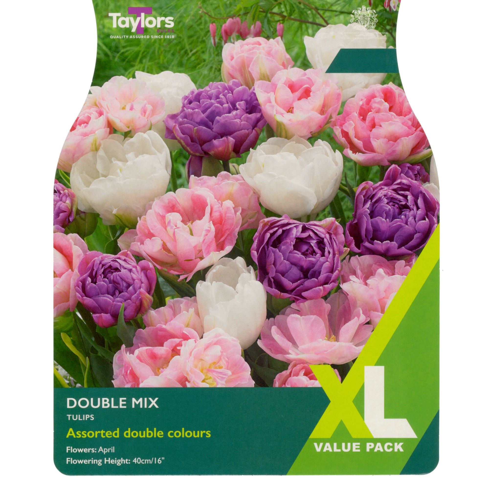 Double Mix Tulip XL