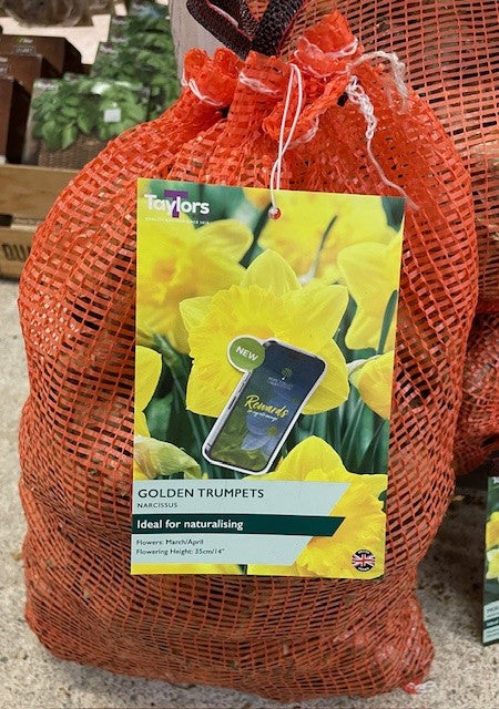 Golden Trumpets Narcissus
